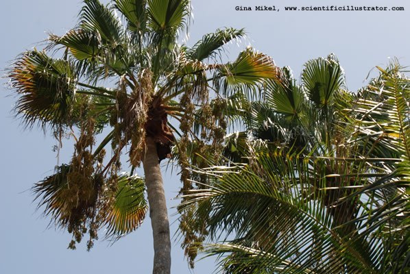 palm-trees-600w-15-scill