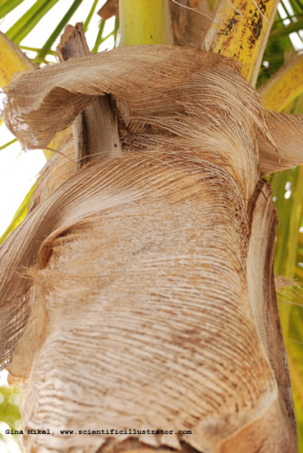 palm-trees-600w-16-scill