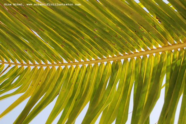 palm-trees-600w-17-scill