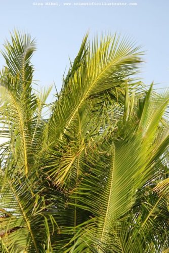 palm-trees-600w-2-scill