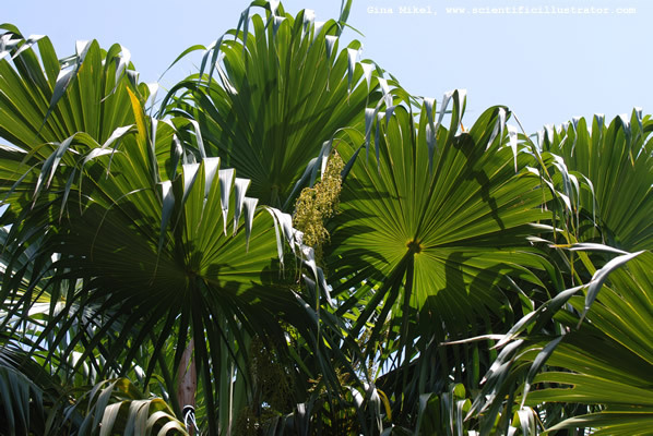 palm-trees-600w-20-scill