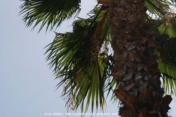 palm-trees-600w-22-scill