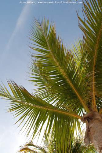 palm-trees-600w-24-scill