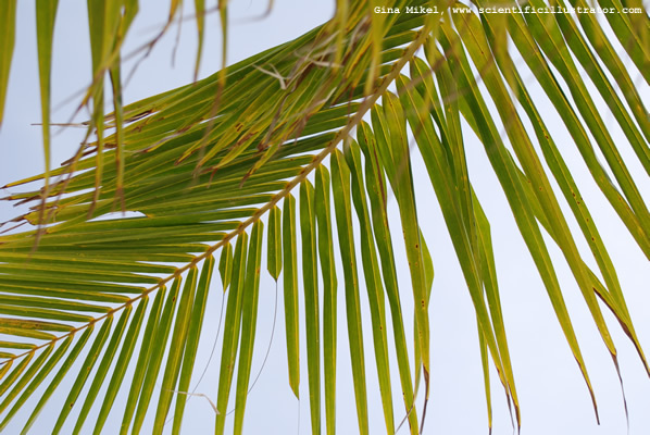 palm-trees-600w-25-scill