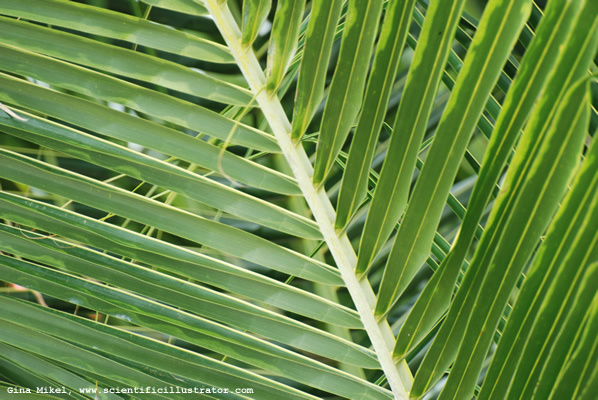 palm-trees-600w-6-scill