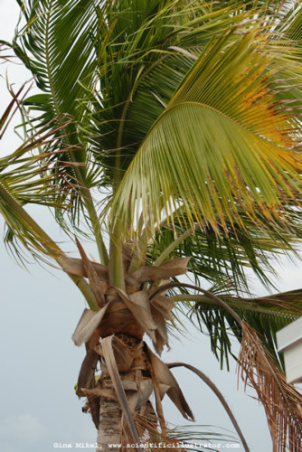 palm-trees-600w-7-scill