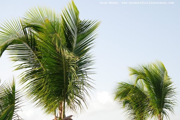 palm-trees-600w-scill