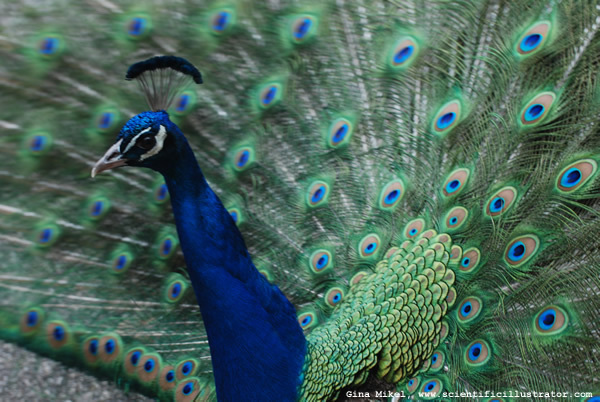 peacock-0058-600w