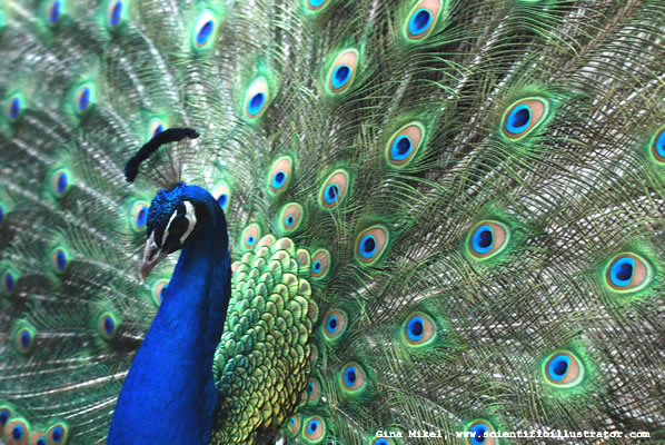 peacock-600w-0060-scill