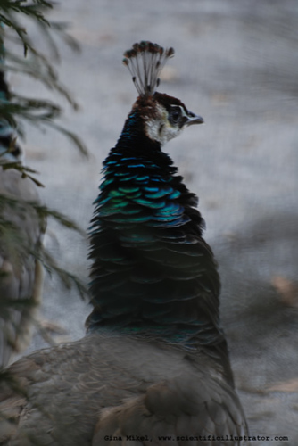 peacock-600w-0068-scill