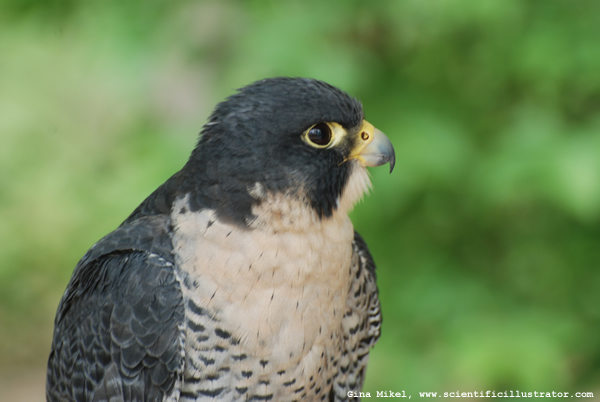 peregrine-falcon-600w-scill-0087