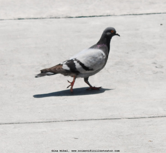 pigeon-600w