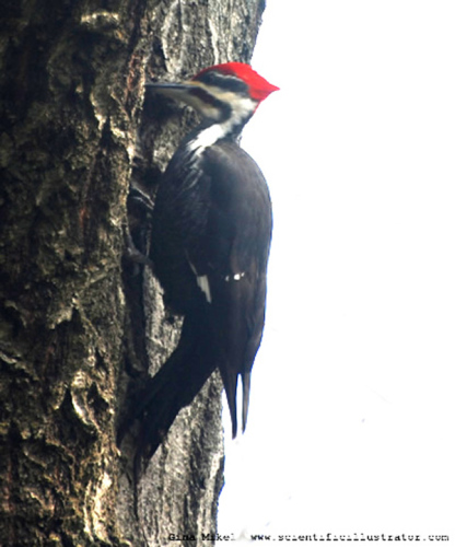 pileated-woodpecker-600w-8-scill