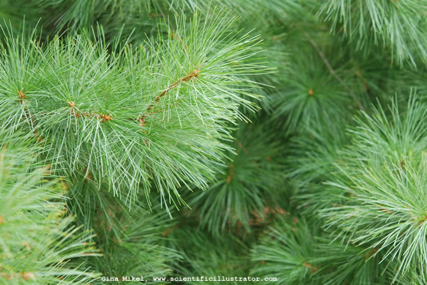 pine-needles-600w-0063-scill