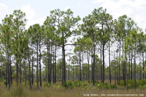 pine-trees-600w-0732-scill