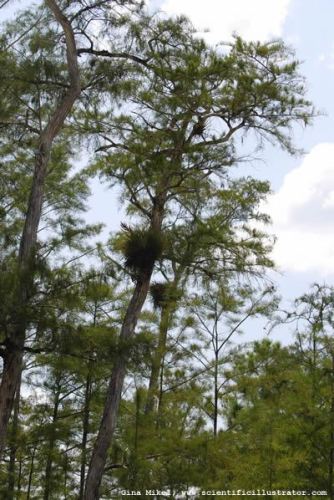 pine-trees-600w-0736-scill