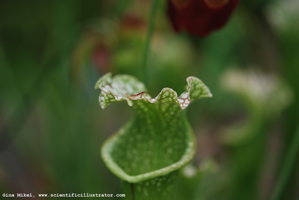 pitcher-plant-600w-scill-0514