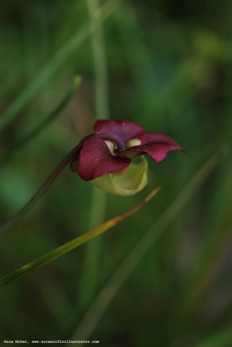 pitcher-plant-600w-scill-0522