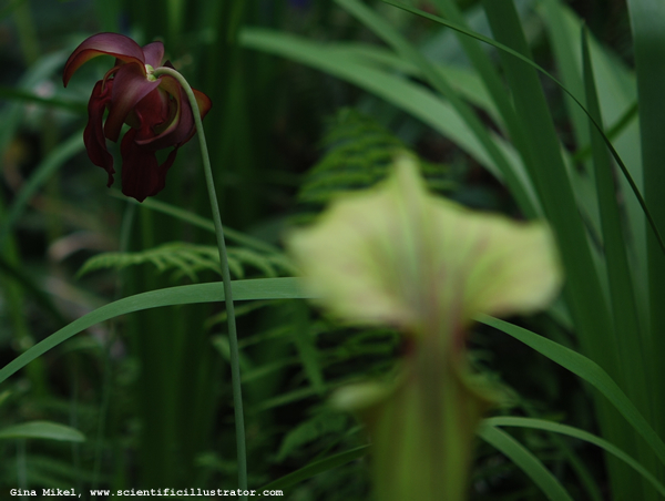 pitcher-plant-600w-scill-0526