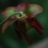 pitcher-plant-600w-scill-0533