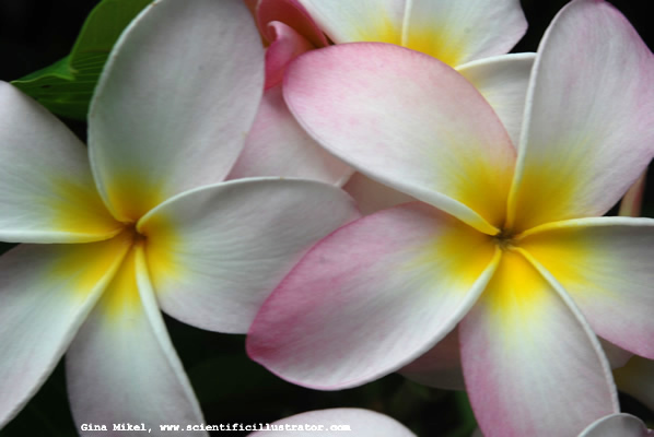 plumeria-flowers-600w-0025-scill
