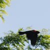 red-winged-blackbird-0459-100w