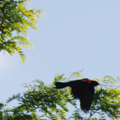red-winged-blackbird-0459-600w
