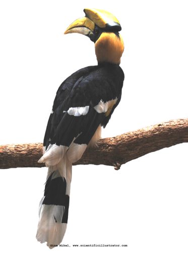 rhinoceros-hornbill-600w-scill-0024