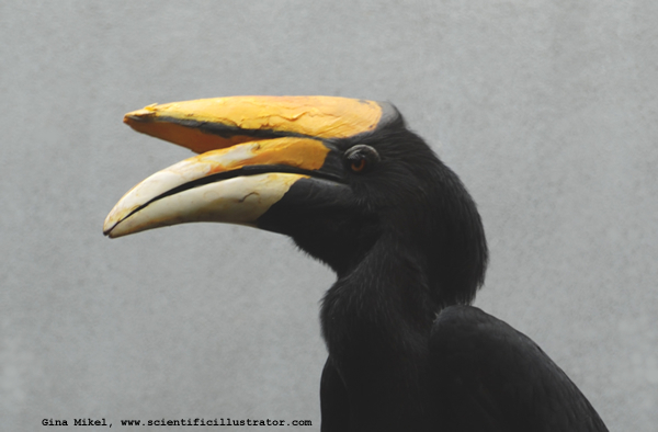 rhinoceros-hornbill-600w-scill-0070