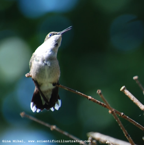 ruby-throated-hummingbird-archilochus-colubris-female-600w-0065-scill