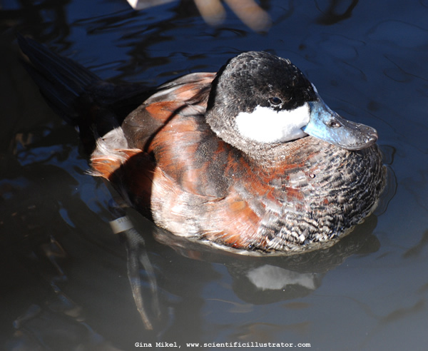 ruddy-duck-0179-600w