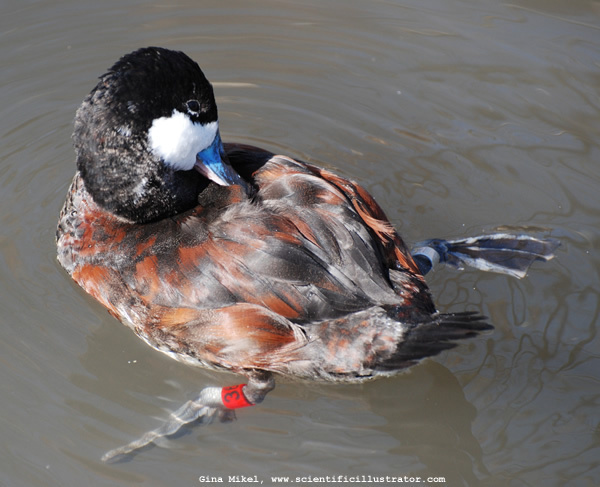 ruddy-duck-0231-600w