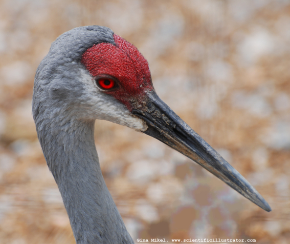 sandhill-crane-0224-600w-scill