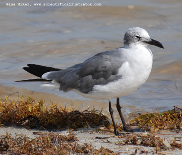 seagull-600w-0303-scill
