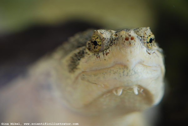 snapping-turtle-600x-0436-scill