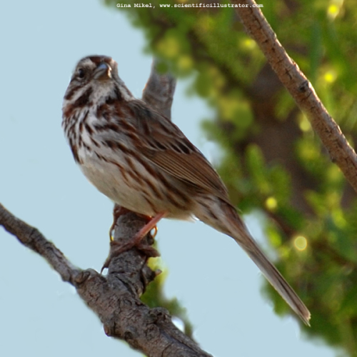 song-sparrow_0439-600x