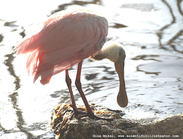 spoonbill-600w-0493-scill