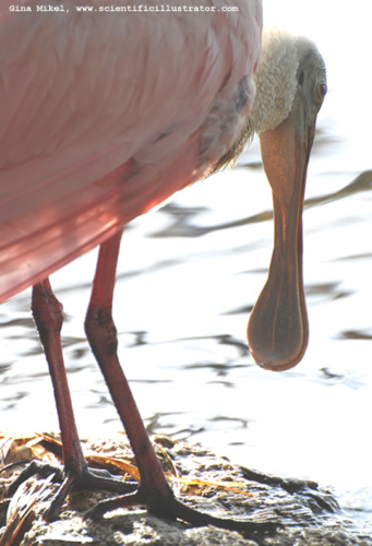 spoonbill-600w-0499-scill