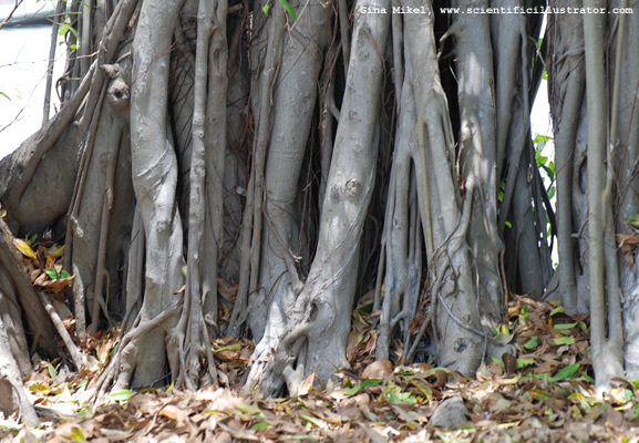 tree-banyan-ficus-benghalensis-600w-scill