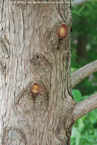 tree-bark-600w-0084-scill
