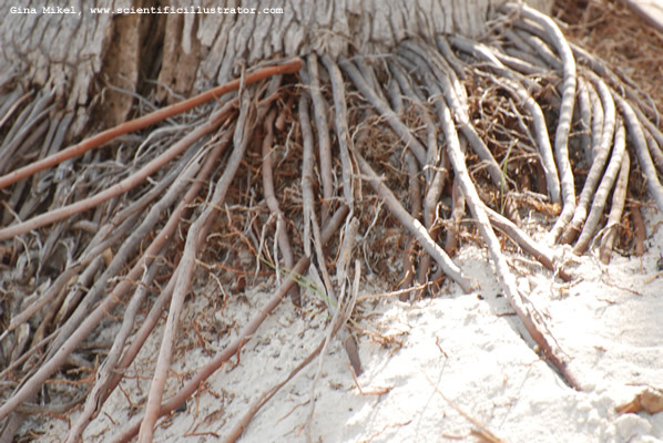 tree-roots-600w-0422-scill
