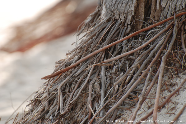 tree-roots-600w-0423-scill