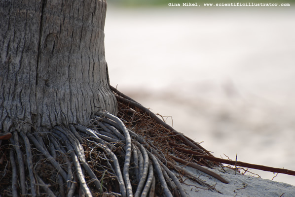 tree-roots-600w-0424-scill