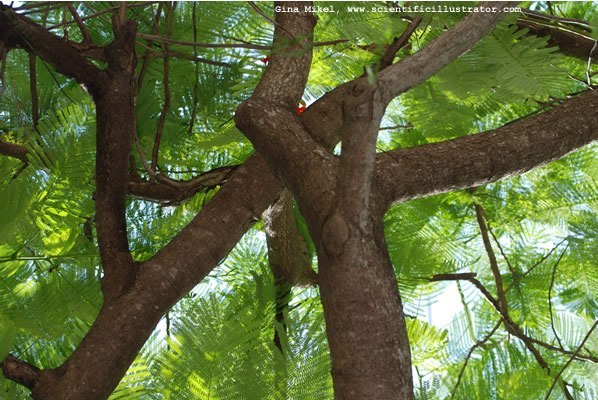 tree-royal-poinciana-delonix-regia-11-600w-scill