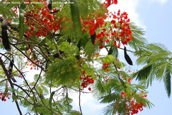 tree-royal-poinciana-delonix-regia-2-600w-scill