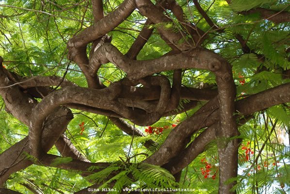 tree-royal-poinciana-delonix-regia-4-600w-scill