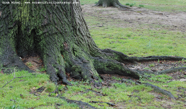 tree-trunk-600w-0032-scill