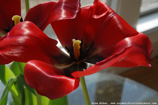 tulip-red-0012-600w