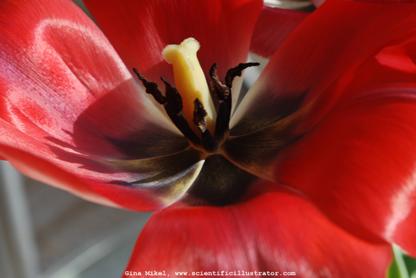 tulip-red-0014-600w