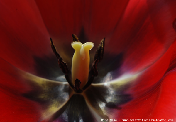 tulip-red-0016-600w